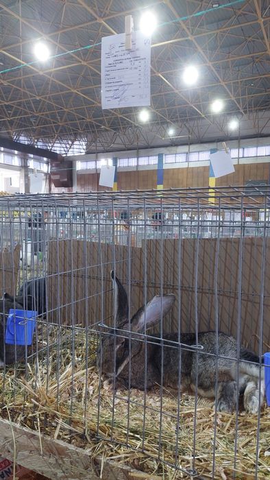 Iepuri uriași germani gri mascul și femele