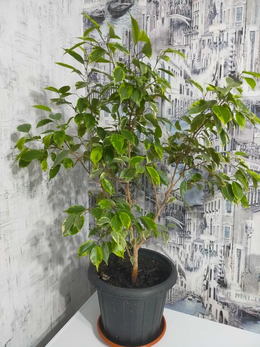 Фикус Бенджамина