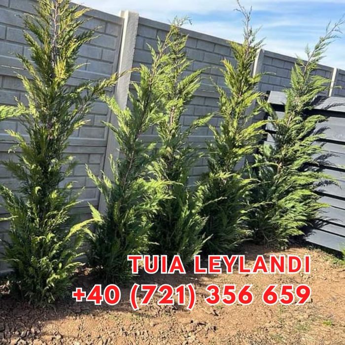 Amenajeri spati verzi gazon rulou piatra cubica montam plante ect