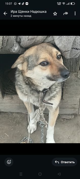 Девочка ищет дом