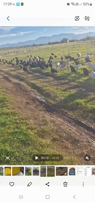 Продавам Петли и Кокошки  Еко