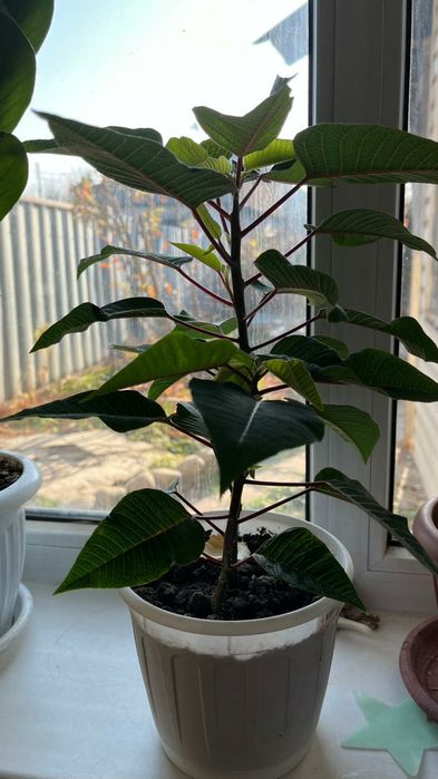 Рождественская звезда