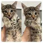 Котенок мальчик 2 мес.  ищет дом ! Костанай! Привезем!