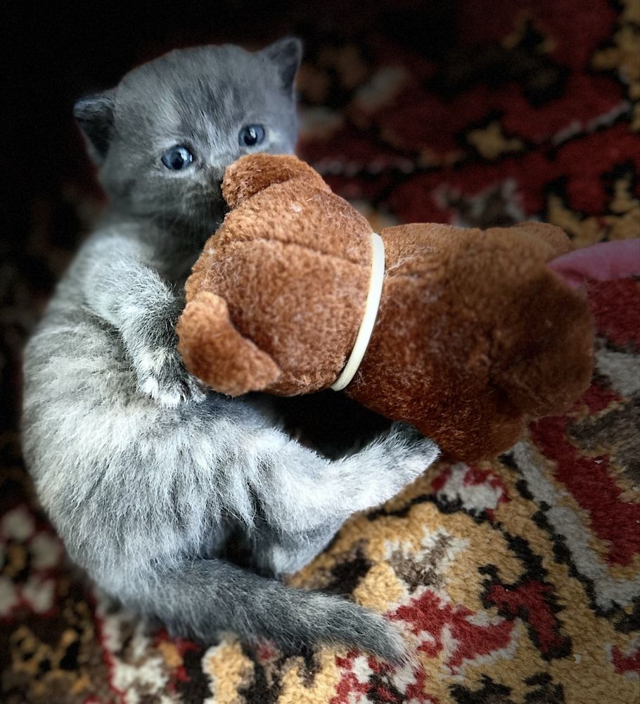 Продается котята