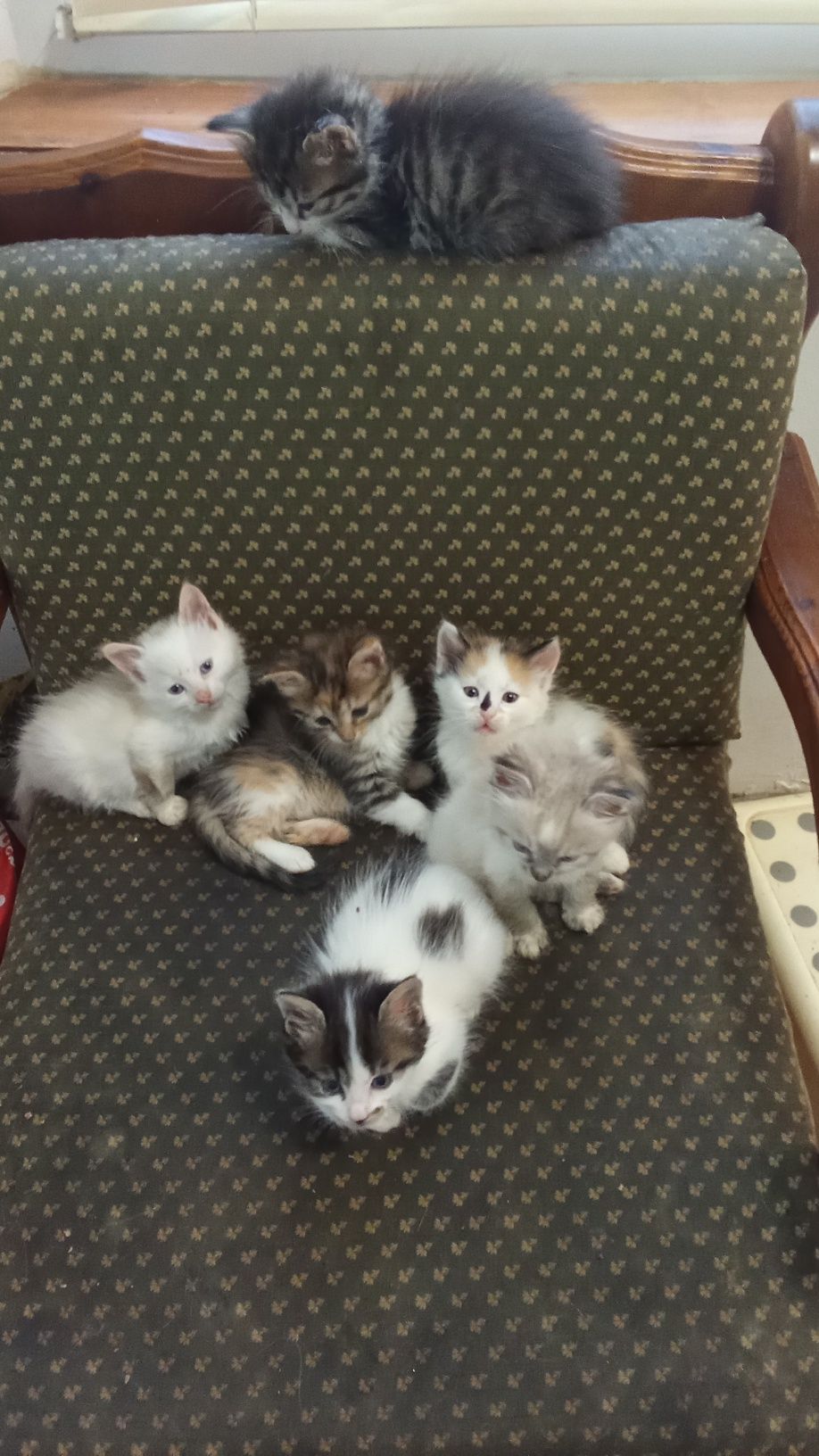 Подарявам котета