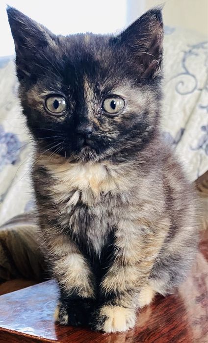 Отдам в добрые руки котят с доставкой