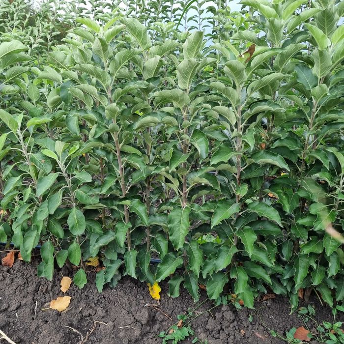 Pomi fructiferi ,vita de vie si nuc