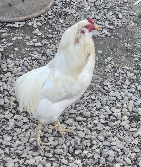 Araucana alb,cocoș și găină vârsta 1.Oua albastre fără colesterol