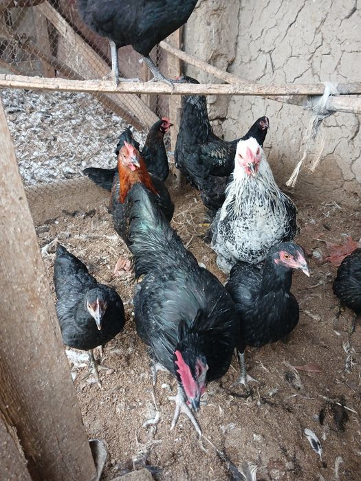 Joja xorozlar xali qichqirmagan sotiladi