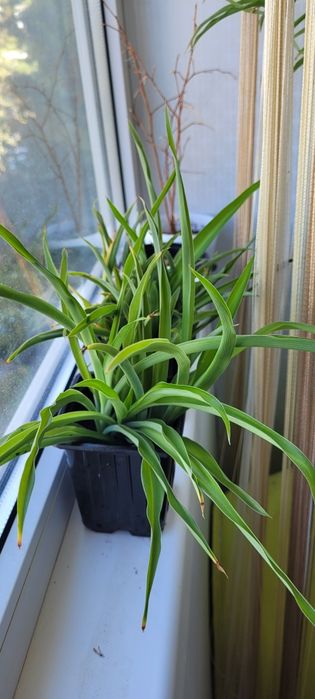 Продам ОТРОСТКИ Хлорофитрума