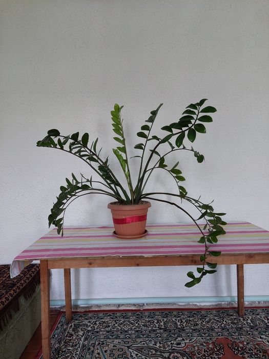 Цветок замиакулькас долларовое  дерево