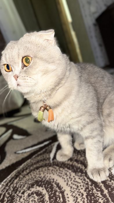 Шотландская вислоухая