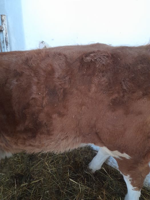 Vitea baltata intarcata