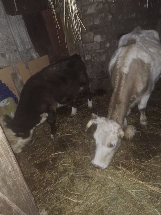 Продам КРС! Продам КРС!!!