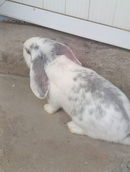 Fransuz baran 7 oyli erke.