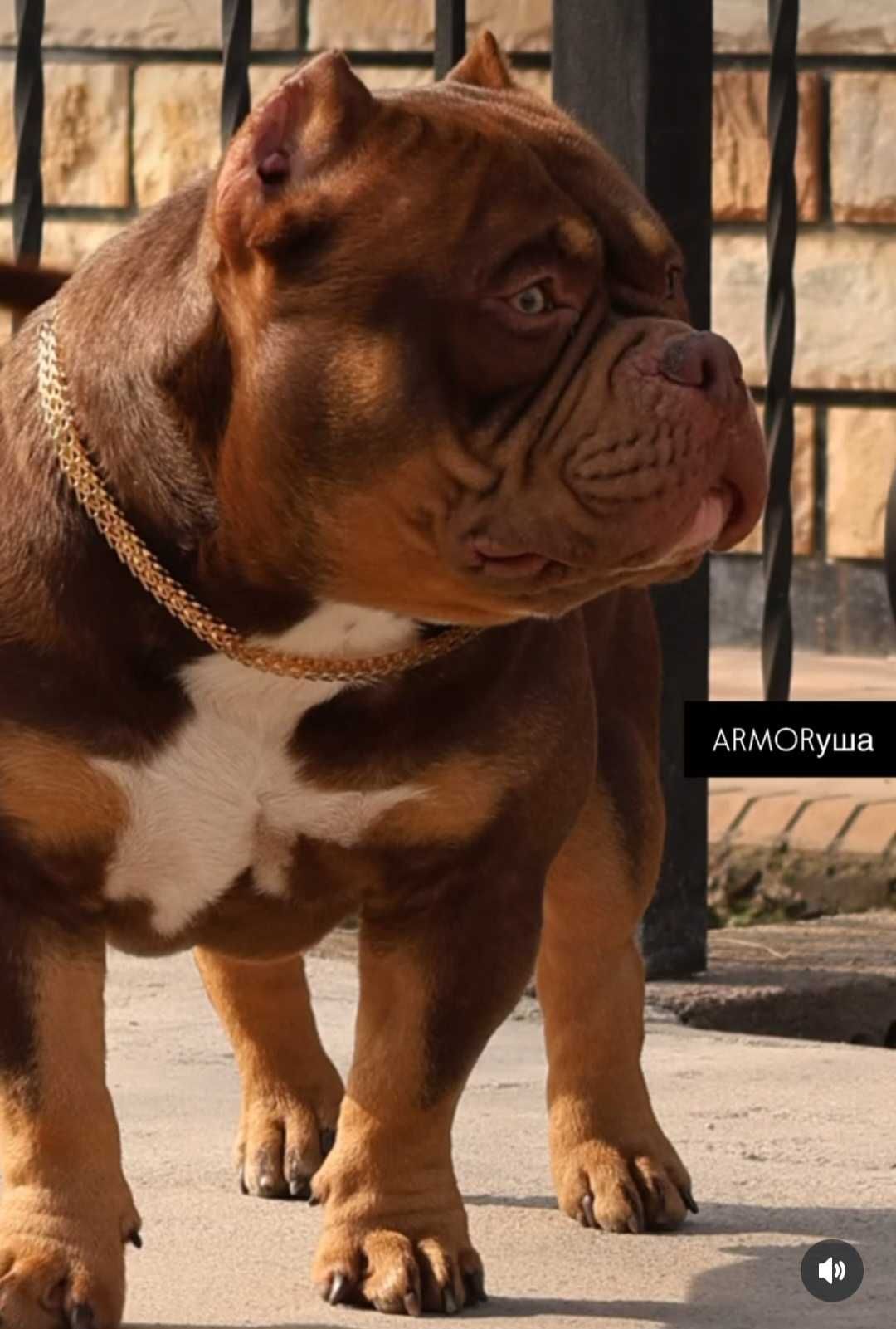 Американские булли микро!!!