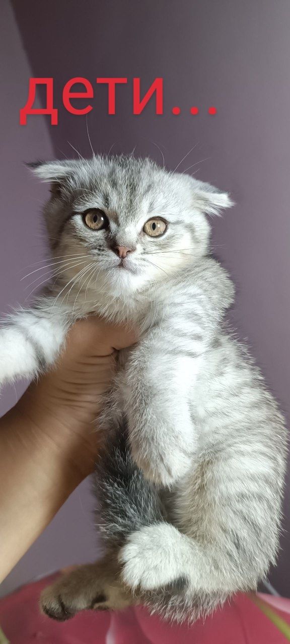 Продается кошка мама