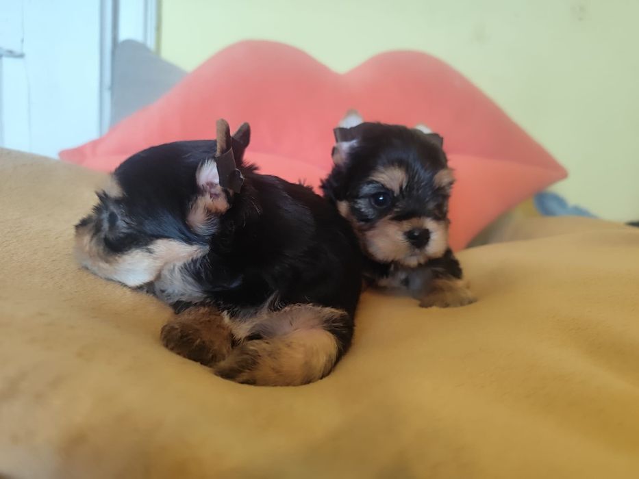 Yorkshire Terrier