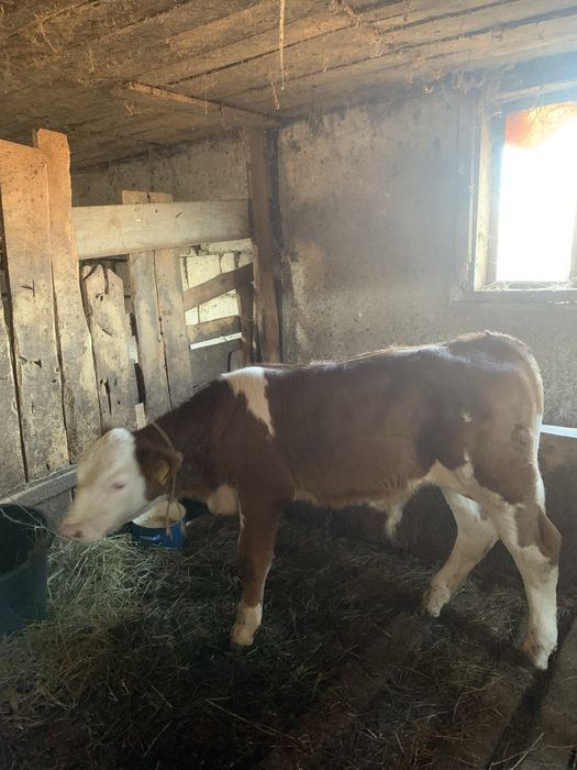 Vițel de vacă bălțată