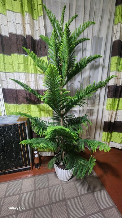 Продам домашнюю елочку Араукарию