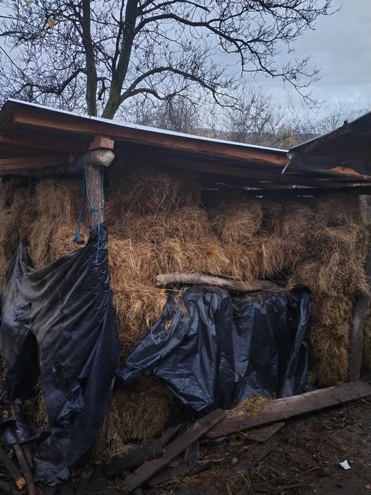 Vând baloti fan 2025