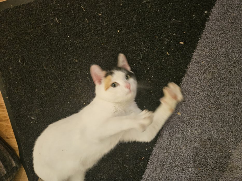 Pisicuta fetita, 6 luni, pentru adoptie Bucuresti-Ilfov
