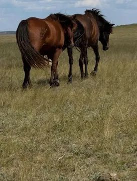 Жас,кысыр бие сатылады