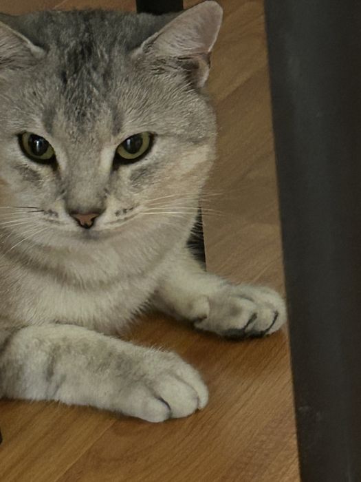 Котенок 6-7 месяцев, отдам в добрые руки