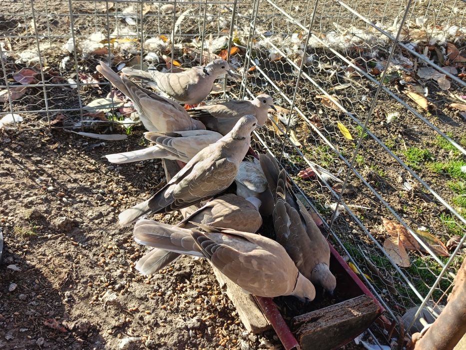 Vând turturele răzătoare