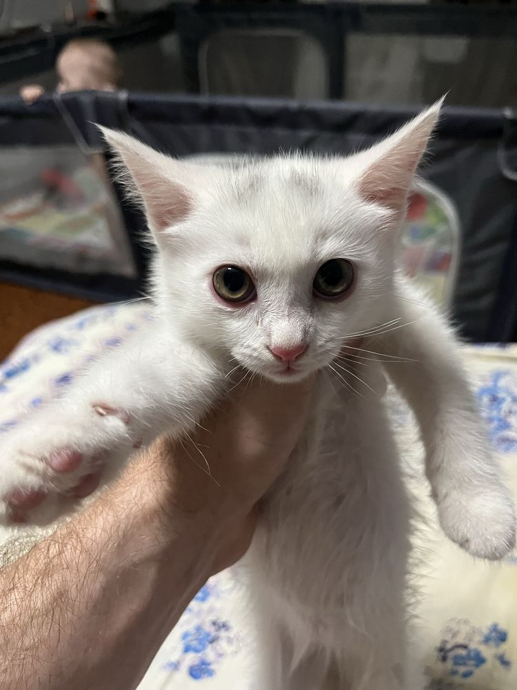 Отдам котенка в хорошие добрые руки