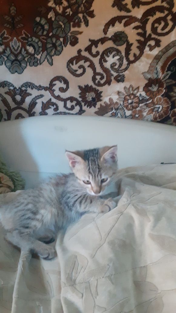 котята 3мес , 2 девочки, обработанные от блох и паразитов