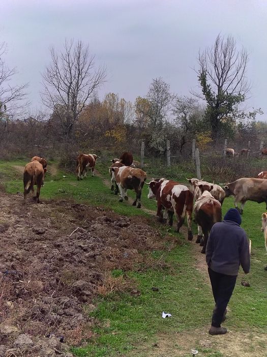 Vaci de vânzare foarte bune pentru ținut