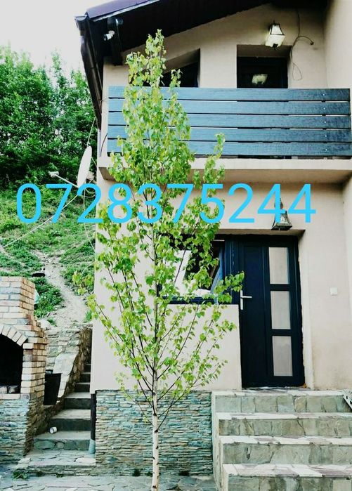 Platan Tei Mesteacăn