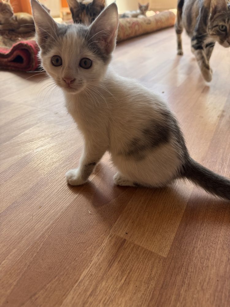 Отдам котят в добрые руки