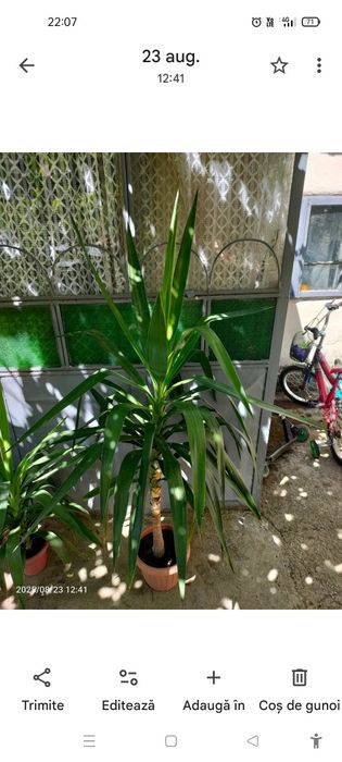 Vând floare yucca