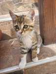 Подарявам котета