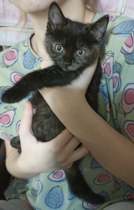 Отдам милого котенка в добрые руки