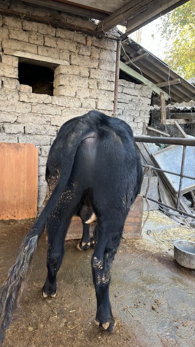 Buka sotiladi Продаётся бык