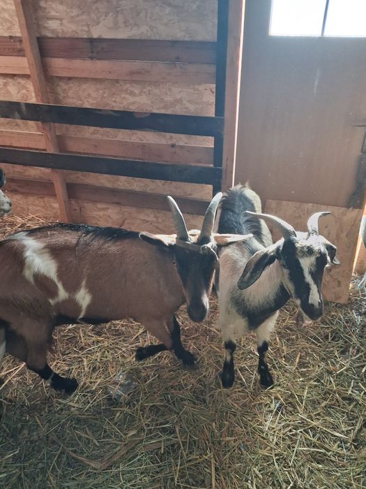 Capre si tapi de vanzare