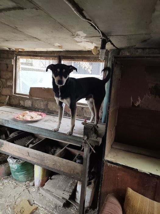 Животные -собаки