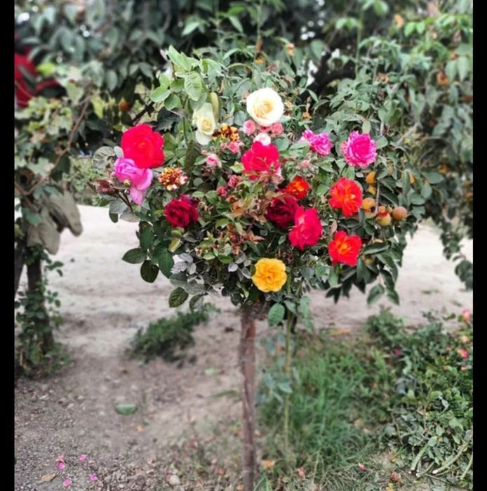 Archalar. Gazonlar. Gullar. Landshaft dizayn