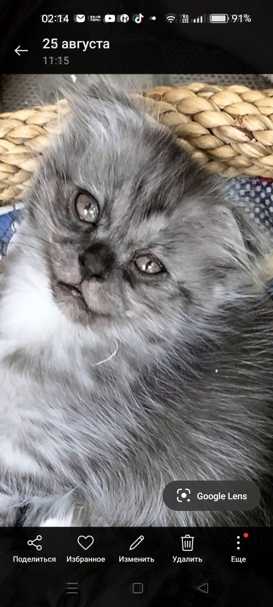 Продам кошку чистокровную и котят