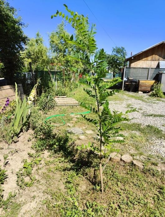 Vând Puiet de Salcâm 2 ani direct din gradina proprie peste 3 m