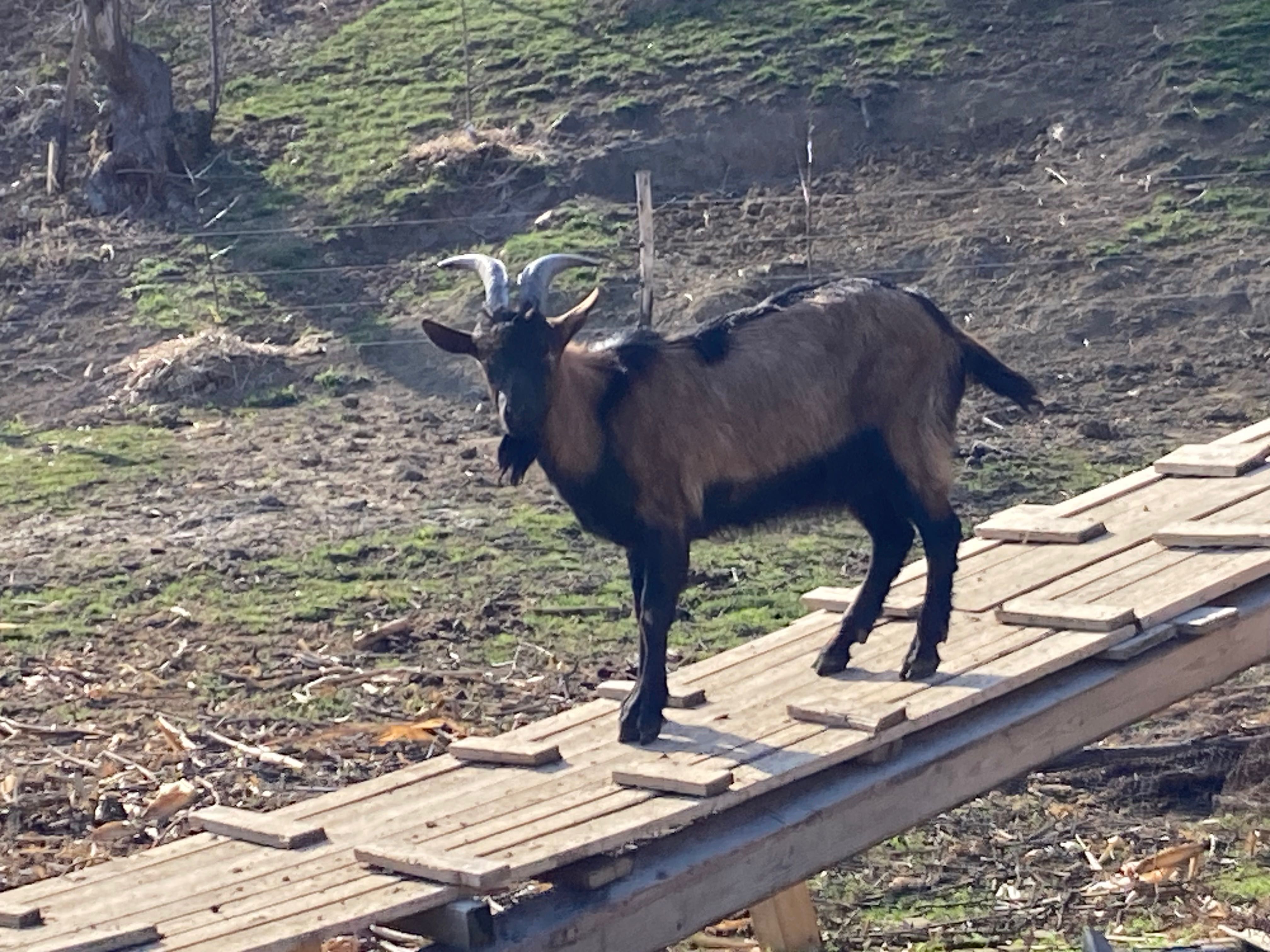 Țapi alpin francez!