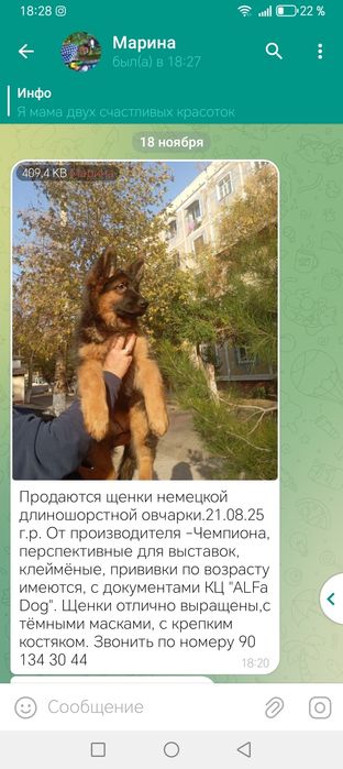 Немецкая овчарка.