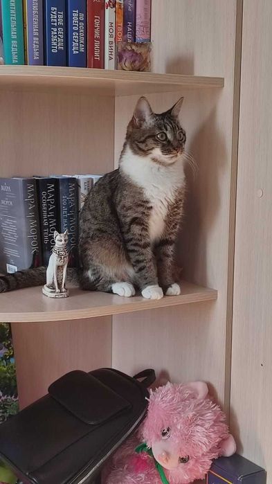 Пропал кот! Помогите найти!