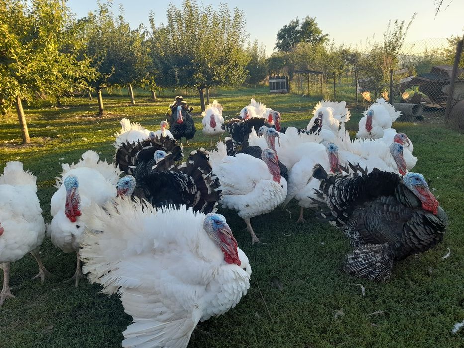 Curcani de vânzare