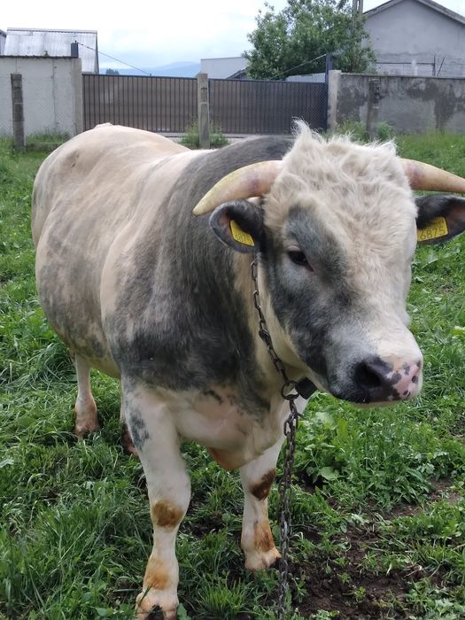 De vanzare taur belgian 2 ani