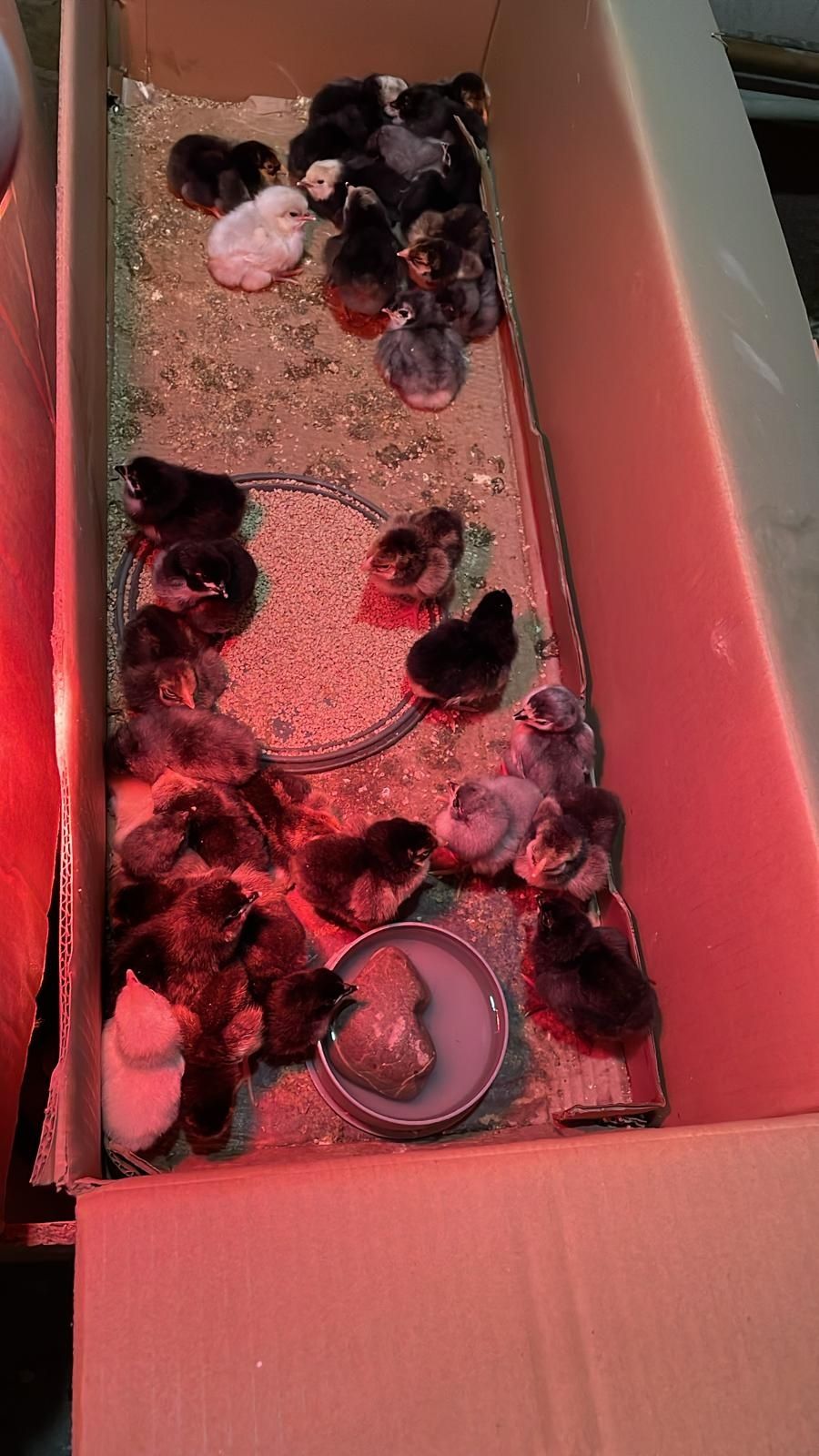 puisori gaina rasa australorp,lakenvelder,wyandotte