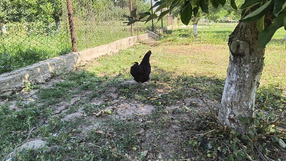 Găini cochinchina pitici 50 lei bucata